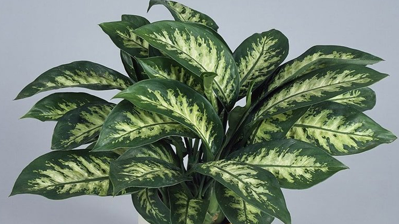 Cây vạn niên thanh