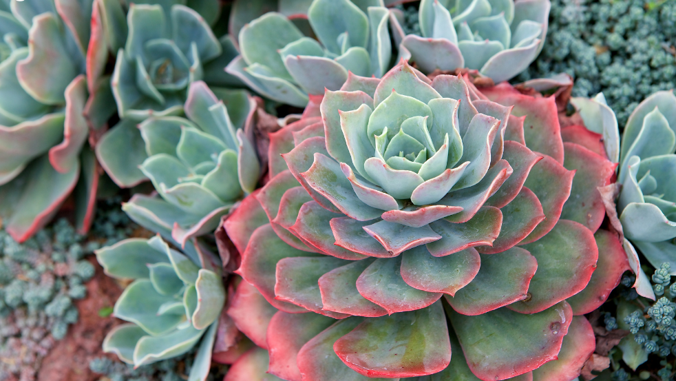 Cây sen đá viền đỏ