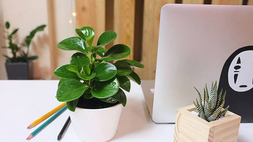 Cây để bàn làm việc